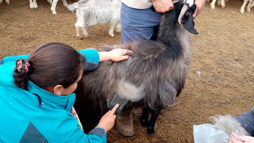 Productores se capacitan para la cosecha de Cashmere