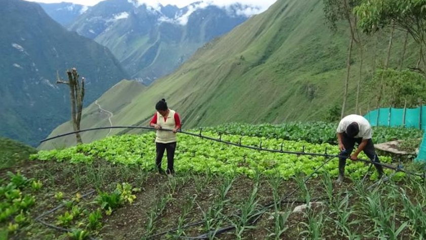 La agricultura orgánica salva a familias de Huánuco de la escasez de alimentos