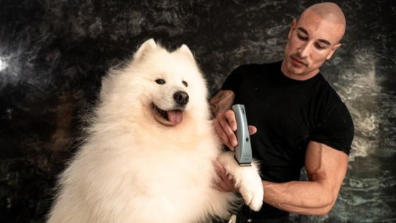 Del aula a los flashes: el peluquero canino elegido por los famosos que dejó la docencia por amor a los perros