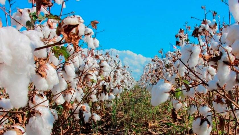 El gobierno acompaña la producción experimental de algodón orgánico en la zona de Las Palamas