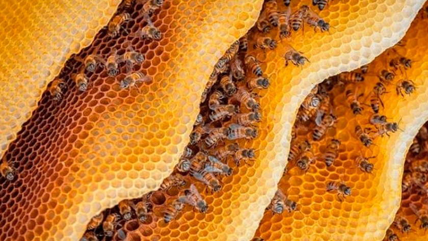 El problema con las abejas melíferas