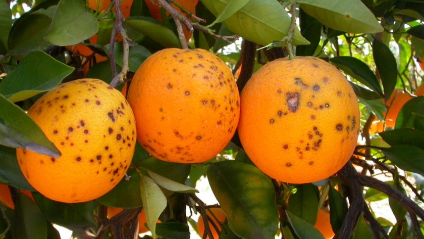 Aportes para el manejo de enfermedades cuarentenarias en cítricos