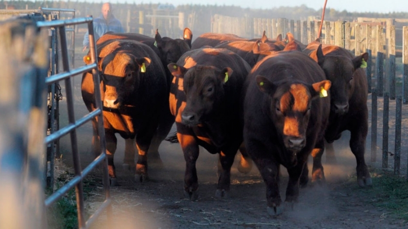 El estrés térmico en el engorde a corral