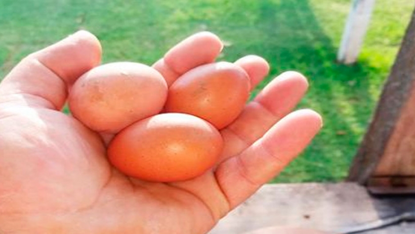En el país hay 900 productores avícolas y emplean a más de 30.000 personas