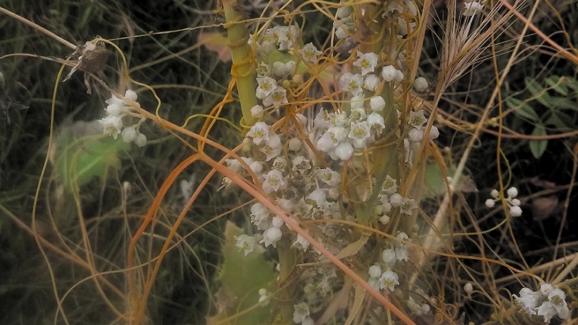 Plantas autóctonas: Cuscuta, la “planta vampiro”