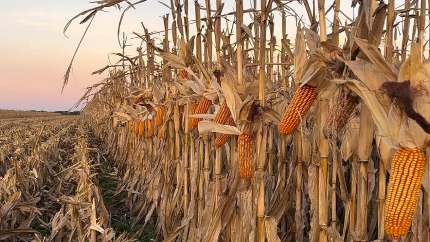 Fertilización en soja y maíz: cuánto puede mejorar el margen