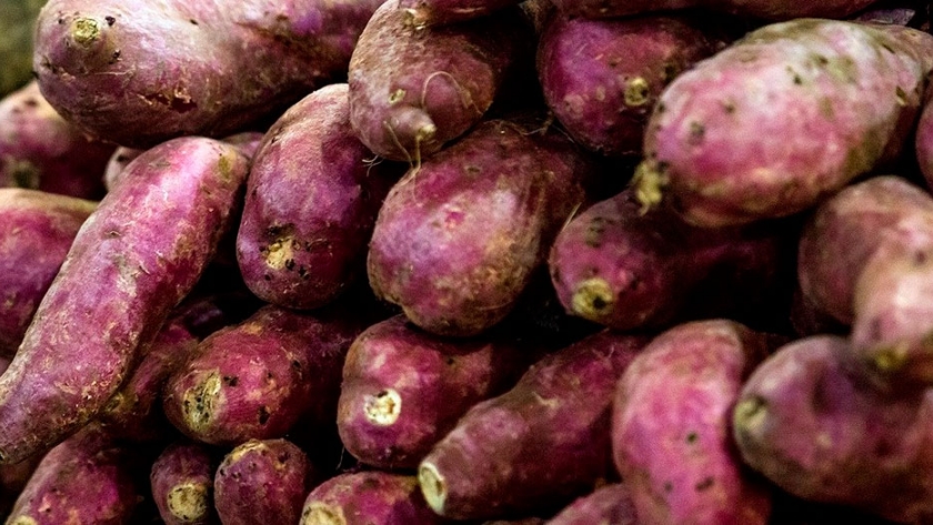 Por primera vez, Formosa exportó batatas a Inglaterra con el aporte técnico del INTA
