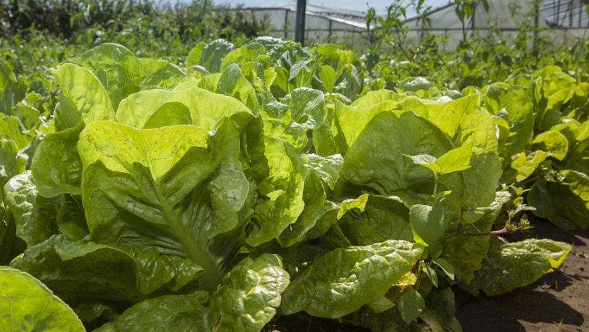 Llega la XXI Jornada Hortícola en el CERET