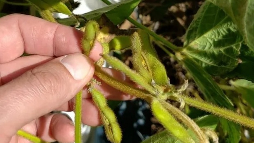 Germinación prematura en soja: por qué sucede