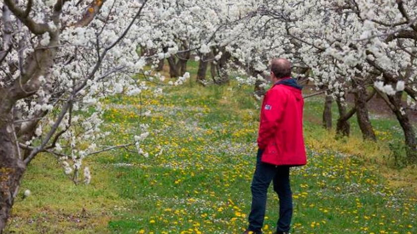 Ciruelas a merced del cielo
