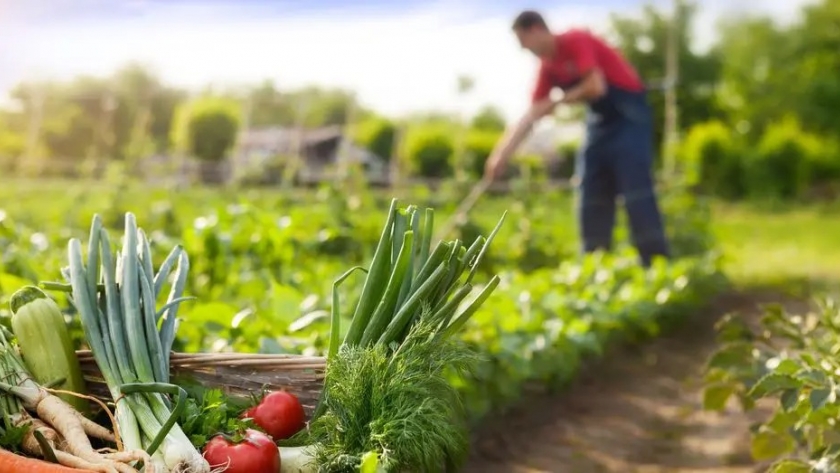 Cuidados esenciales para tu huerta en verano