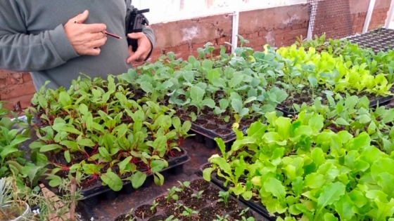 Proda en casa: más de 800 plantines para familias de Aguada San Roque