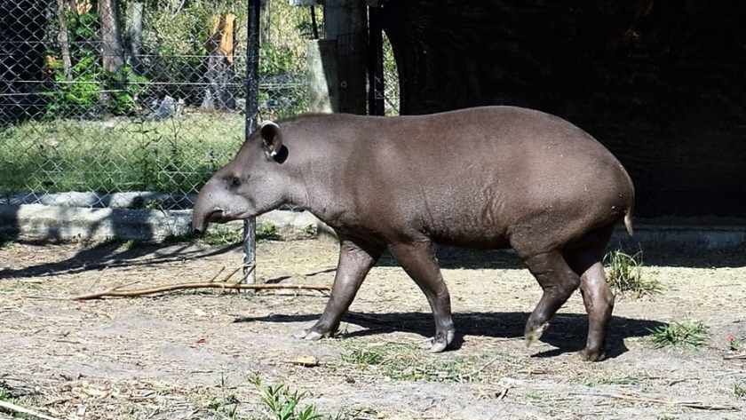 Conservación, reintroducción y vistas a un destino turístico en el Centro Aguará