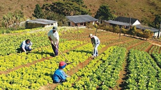 Agricultura Familiar: Destacan producción con técnicas innovadoras en pequeños espacios en El Soberbio