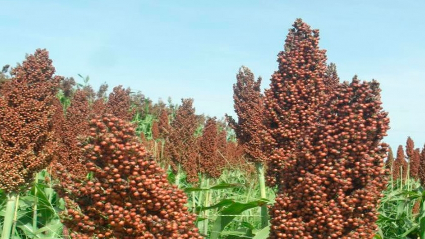 Avanza la recolección de sorgo granífero