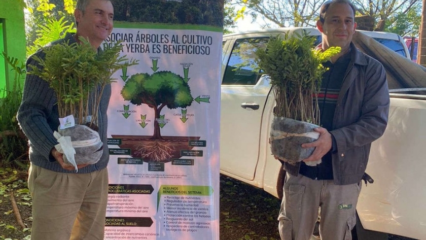 Árboles para producción sustentable en yerbales