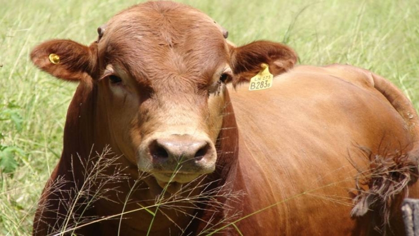 Controlar la sanidad en toros evita pérdidas de hasta un 30%