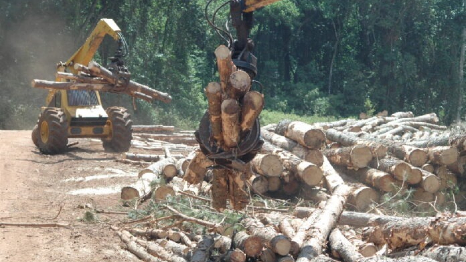AFoA cumple 80 años y apuesta a expandir la bioeconomía forestal, un sector que emplea a 100 mil personas
