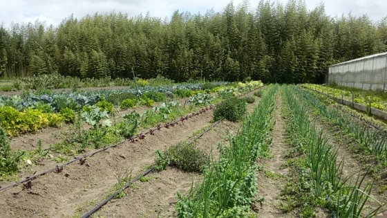 <La agricultura y horticultura en Berazategui: cultivando el futuro