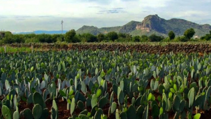Tuna: el cultivo multipropósito que busca su norte en Argentina
