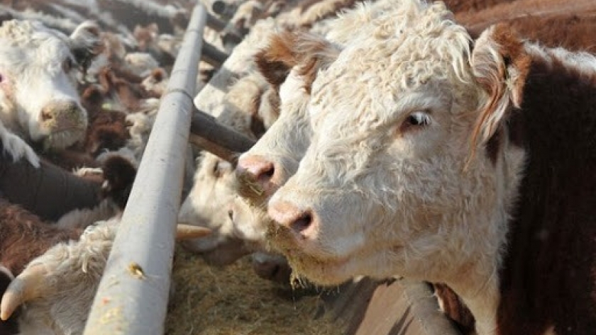 Informe de precios de carne y ganado de la Patagonia N° 85 - Abril 2021