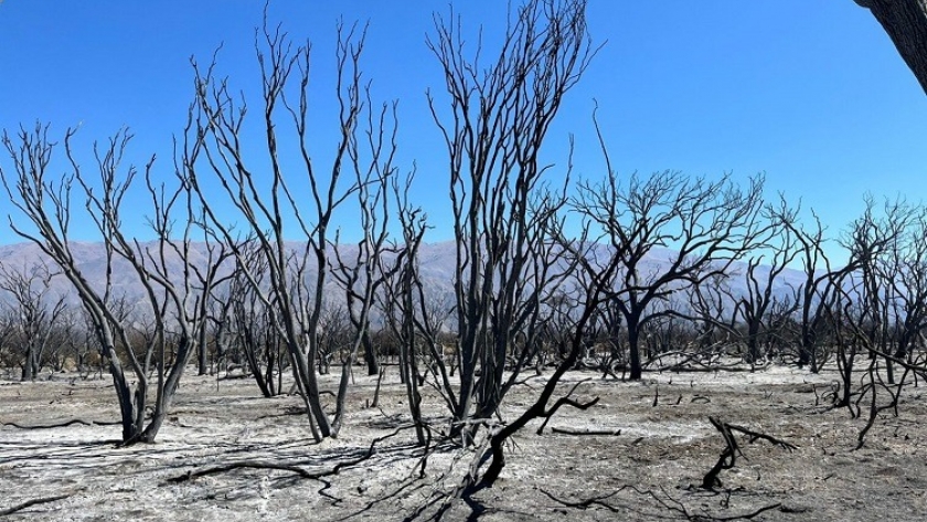 Evaluaron los daños causados por un incendio en bosques de Amaicha del Valle
