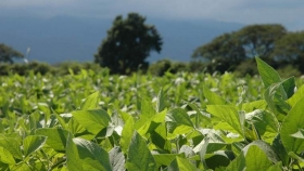 El aumento de producción agrícola de Argentina, podría mitigar las mermas de Brasil