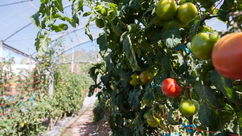 Pautas de manejo para tomate en invernadero