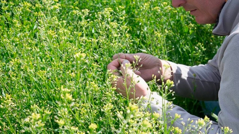 Camelina, un cultivo que propone reemplazar al barbecho químico