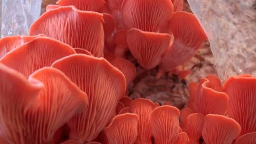 Especialistas del CONICET enseñaron a cultivar hongos comestibles