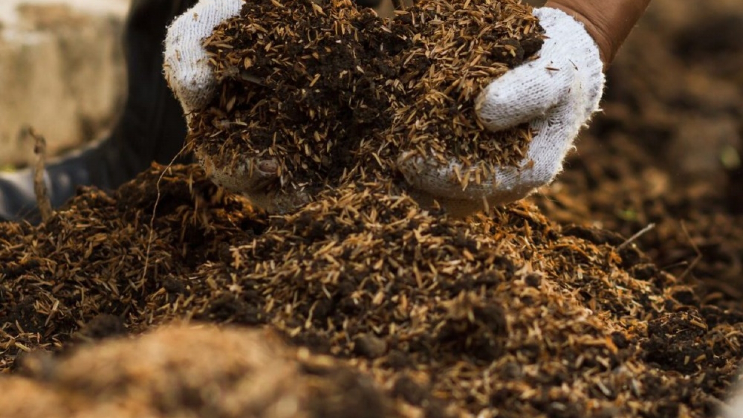 El sustrato como clave productiva: cómo la tecnología del INTA mejora cultivos y flores de corte