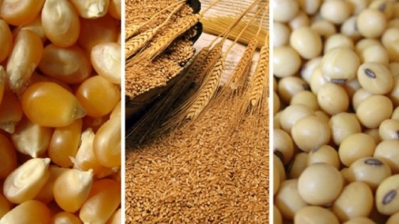 China importará una cantidad récord de cereales y oleaginosas en 2024