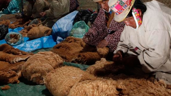La lana de vicuña: Hay una brecha entre la conservación y el desarrollo económico