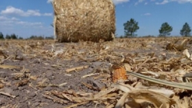 Santa Fe: algunos productores optan por enrollar el maíz impactado por sequía