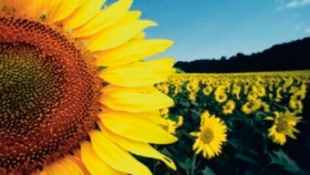 Cadena de valor del girasol: importancia macroeconómica y balance de campaña