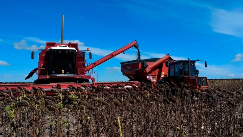 Con rindes pobres arrancó la trilla de girasol en Santa Fe