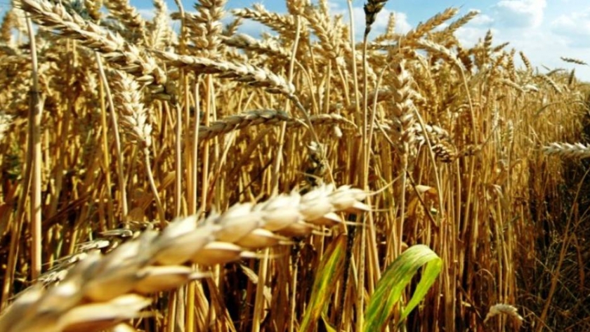 Trigo: la BCR proyectó una caída del 12,8% en la cosecha