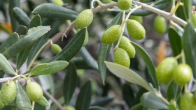 Impulsan la producción de aceite de oliva en Comodoro