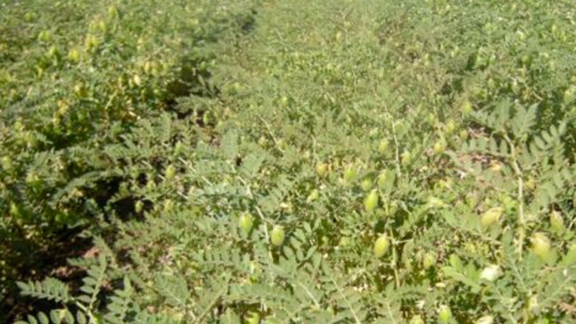 Córdoba: Más del 50% del trigo y el garbanzo presenta condiciones regulares a malas