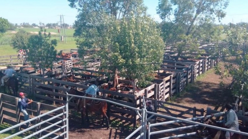 Remates ganaderos chaqueños: productores comercializaron la totalidad de su hacienda en Tres Isletas