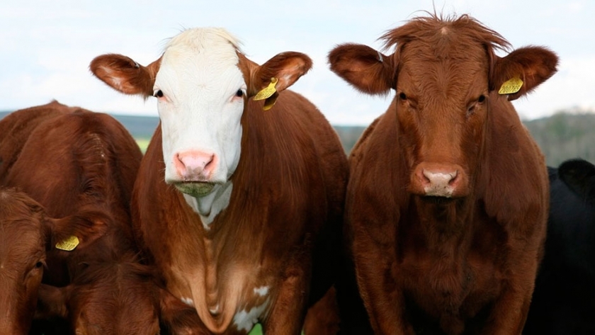 Logran mejorar el ADN de los animales en una sola generación