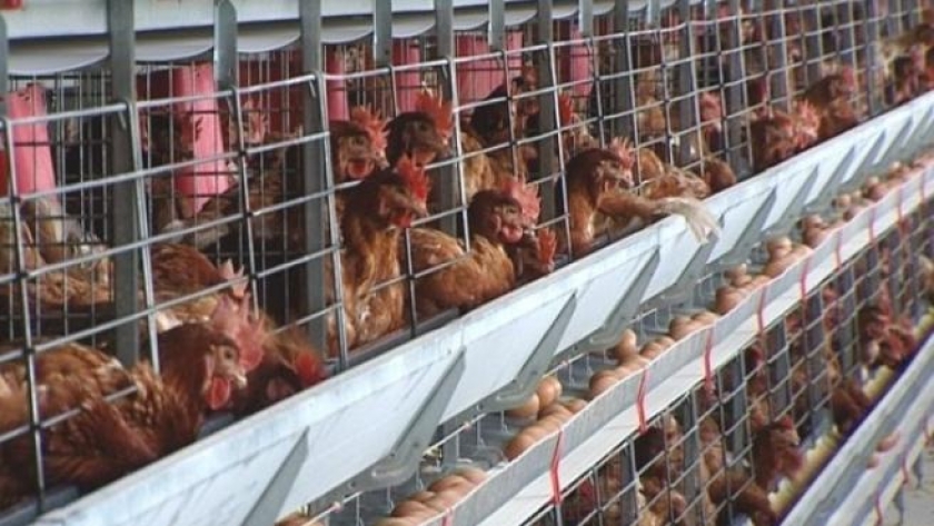Sorli da un paso más en bienestar animal