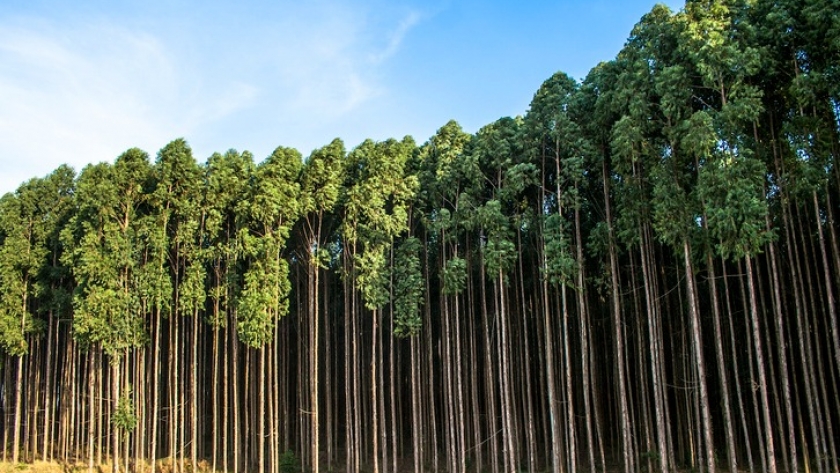 Los eucaliptos: versatilidad y sostenibilidad en la forestación y sus múltiples usos