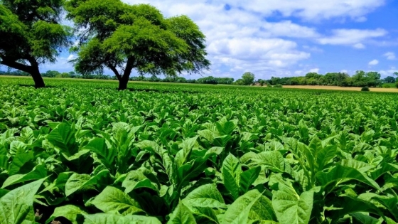 Cosecha: Créditos para productores tabacaleros