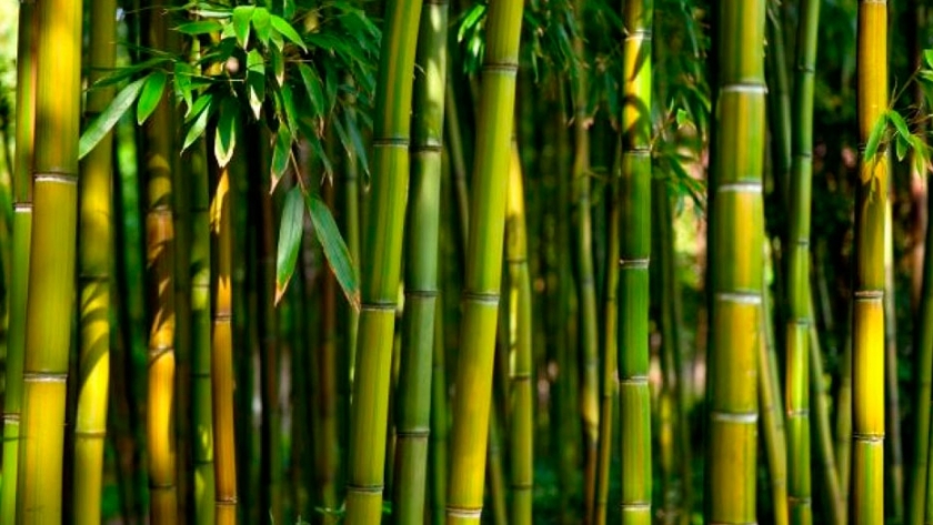 Bambú: la FAUBA estudia sus beneficios y propiedades