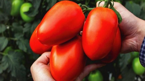 Tensión en el mercado del tomate en el norte argentino: precios bajos y desafíos productivos