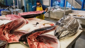 Investigadores de la UNAM descubrieron carne de delfín en atún enlatado