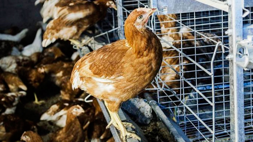 Módulo Avícola: bienestar animal y valor agregado
