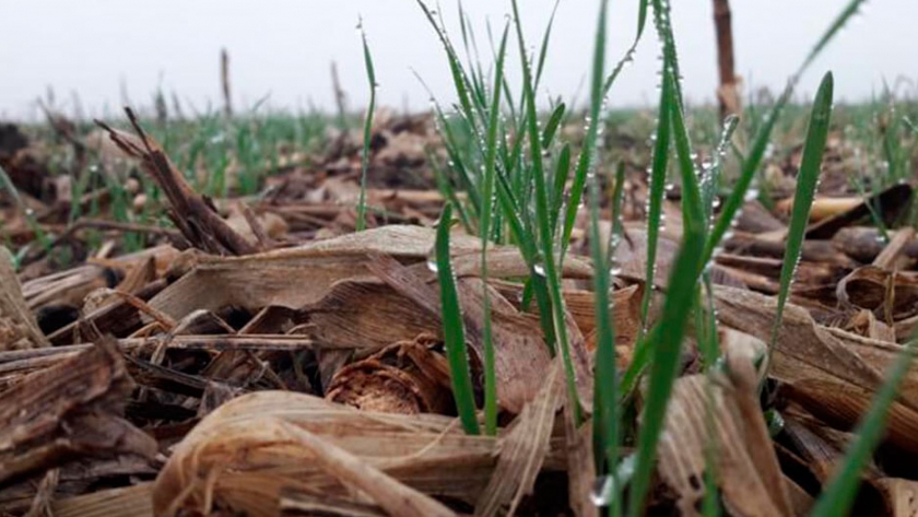 Una dimensión agrícola paralela: qué es el agro adaptativo, un concepto devenido a la agricultura de los ecosistemas marítimos