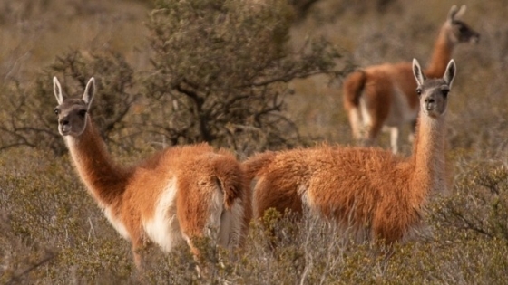 Una organización ambientalista busca demostrar que la esquila de guanacos en silvestría puede ayudar a que esa especie coexista mejor con los ovinos y el ecosistema